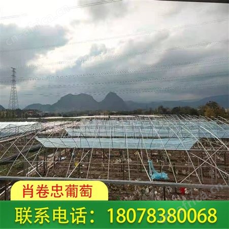 贵港葡萄膜批发_聚乙烯葡萄常用膜定价便宜