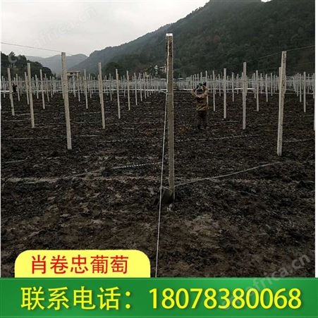 广西桂林百香果架制作-安装-搭建一体化服务