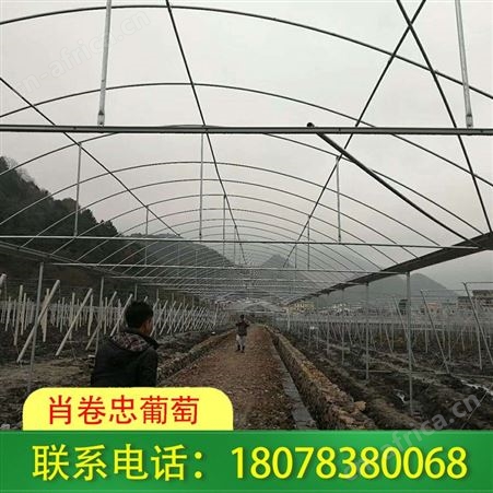 广西大棚公司承接荔浦各种钢结构连栋大棚