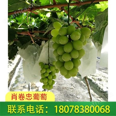 桂林葡萄价格——阳光玫瑰葡萄果肉硬脆