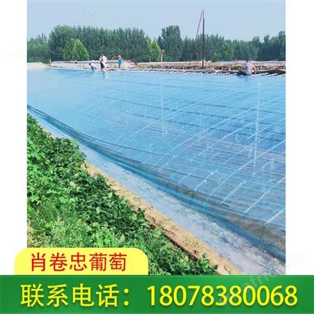 防城港Po葡萄膜-耐老化强度高！