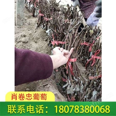 全州甜蜜蓝宝石葡萄苗基地按株报价