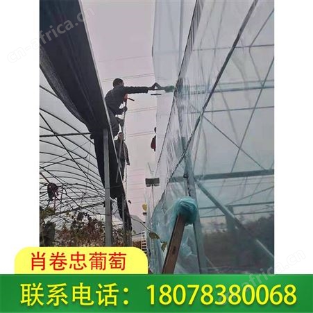 广西桂林Po农膜规格多样，可用于覆盖葡萄及柑橘