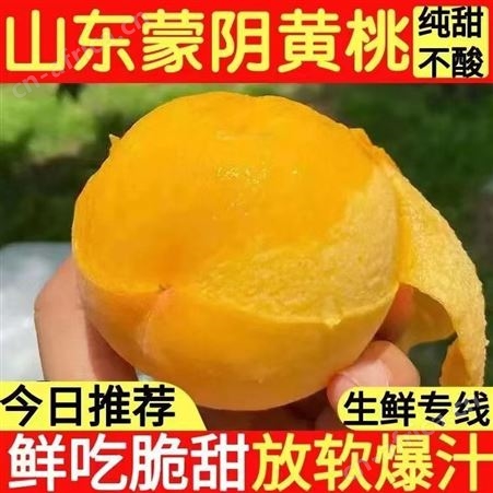 山东蒙阴纯甜黄金蜜桃子水密桃软无毛油脆蟠桃黄心大黄桃溢盈