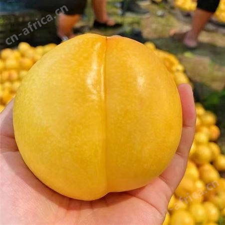 山东蒙阴纯甜黄金蜜桃子水密桃软无毛油脆蟠桃黄心大黄桃溢盈