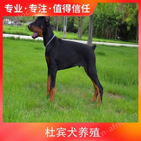 杜宾犬养殖基地 品种杜宾犬 颜色黑色 年龄幼年，成年