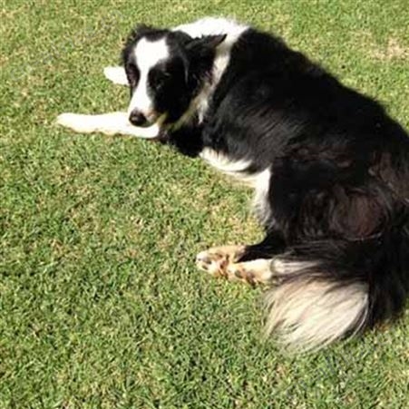 散养德国牧羊犬 双血统萌犬幼崽 适应能力强 生长速度快