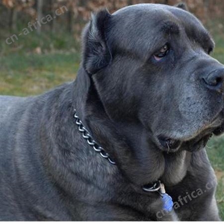 长期供应卡斯罗犬幼崽 大型养殖护卫犬 适应能力强 生长快