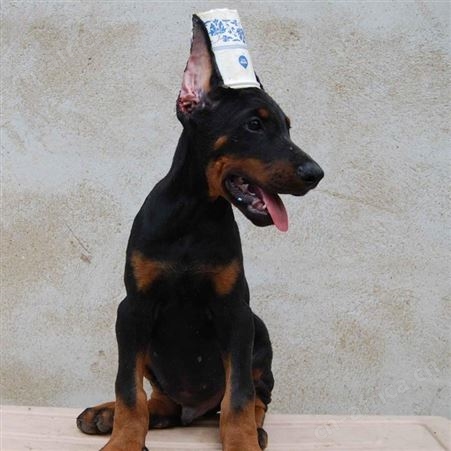 成年杜宾犬 看家护院 犬 自然散养 品种丰富 易饲养