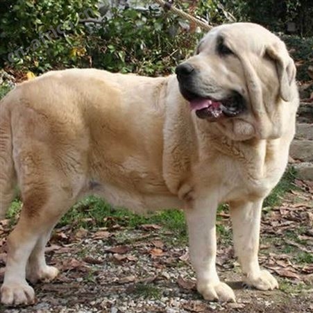 大型散养双血统中亚牧羊犬 体格健壮 抗病能力强