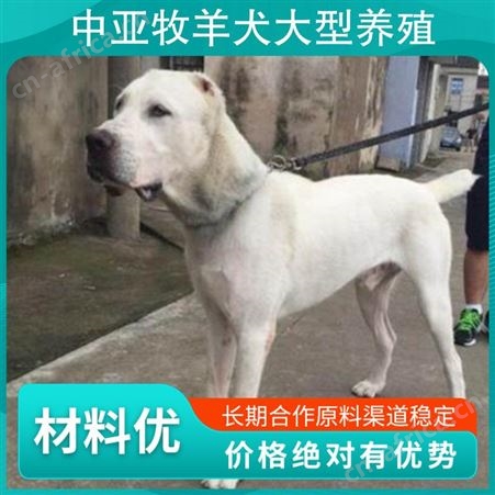 中亚牧羊犬大型养殖 规格幼崽 数量999 颜色白色
