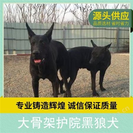 大骨架护院黑狼犬 年龄幼年 体型大型 品种黑狼 体重16KG