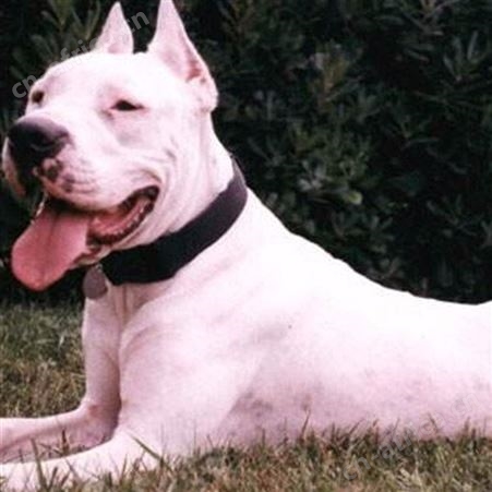 大骨架成年杜高犬 看家护卫犬 抗病能力强 明茂养殖