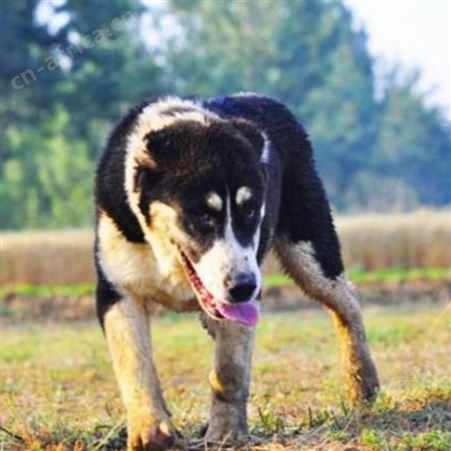 农家养殖双血统中亚牧羊犬幼崽 品种优良 科学饲养 体型匀称