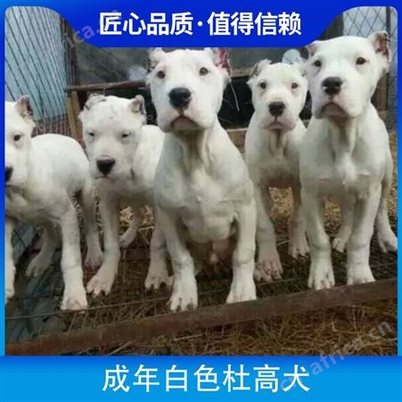 成年白色杜高犬 性别公母 免疫驱虫已做完 年龄2-6