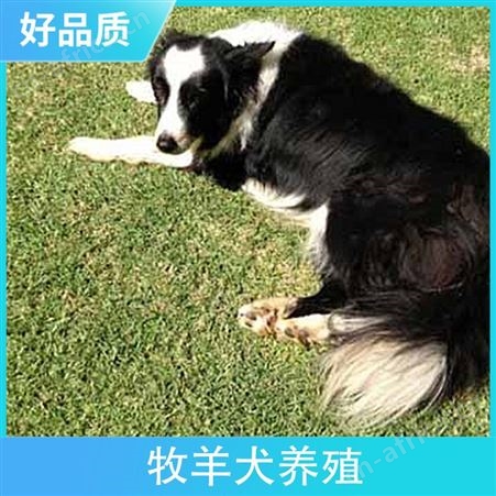 边境牧羊犬养殖基地 规格幼崽 免疫驱虫已做 体重12kg