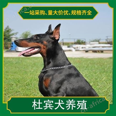 杜宾犬养殖基地 品种杜宾犬 颜色黑色 年龄幼年，成年