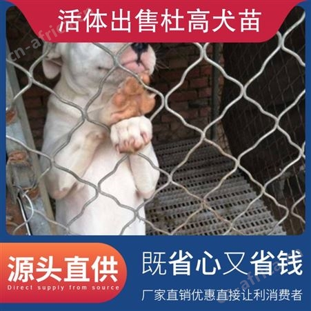 活体出售杜高犬苗 体高55cm 公母均有 数量888 毛色白色