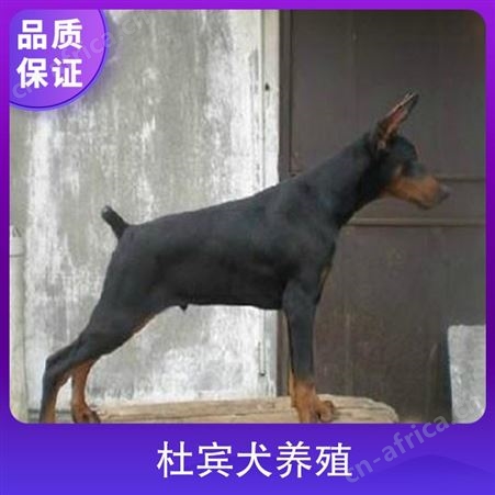 杜宾犬养殖基地 品种杜宾犬 颜色黑色 年龄幼年，成年
