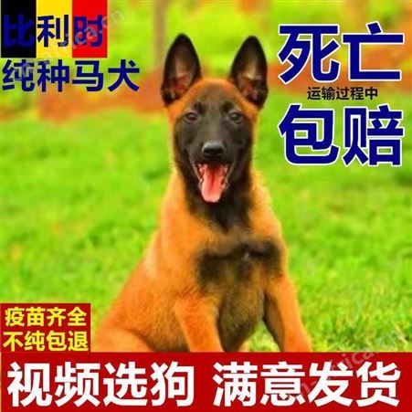 马犬幼犬 自然立耳 双血统成年犬 种类丰富 适应能力强 明茂