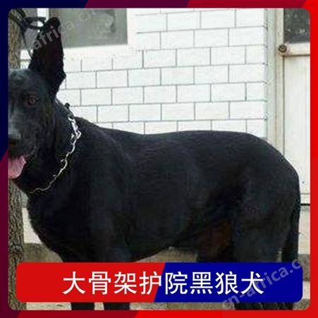 大骨架护院黑狼犬 年龄幼年 体型大型 品种黑狼 体重16KG