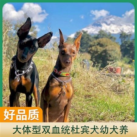 大体型双血统杜宾犬幼犬养 品种杜宾犬 公母均有