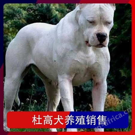 杜高犬养殖销售 动物种类犬类 体高60cm 公母均有