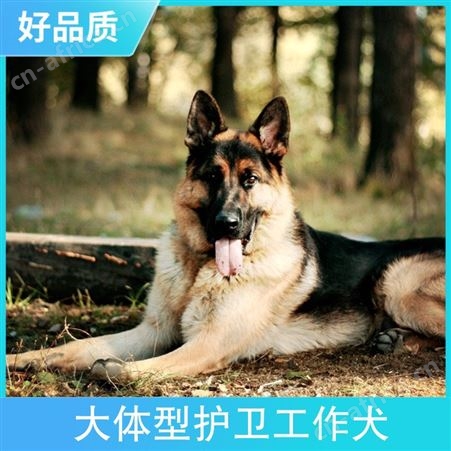 大体型护卫工作犬 体高65cm 毛色黄褐色 怀胎期58～65天