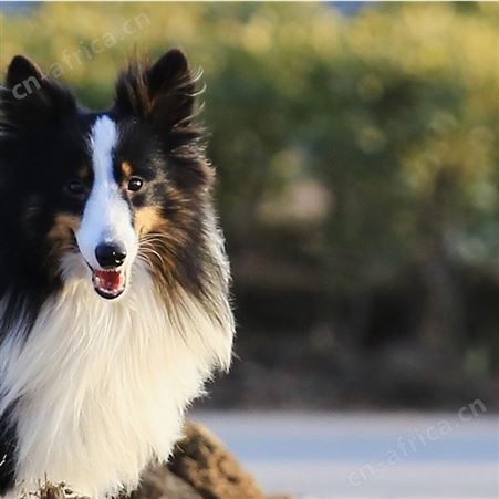 散养德国牧羊犬 双血统萌犬幼崽 适应能力强 生长速度快