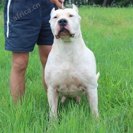 大骨架成年杜高犬 看家护卫犬 抗病能力强 明茂养殖