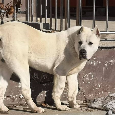 中亚牧羊犬养殖基地 纯种宠物幼犬 提供技术指导 好养易活