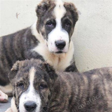 中亚牧羊犬养殖基地 纯种宠物幼犬 提供技术指导 好养易活