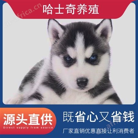 哈士奇养殖注意事项 公母均有 品种哈士奇 胸围55