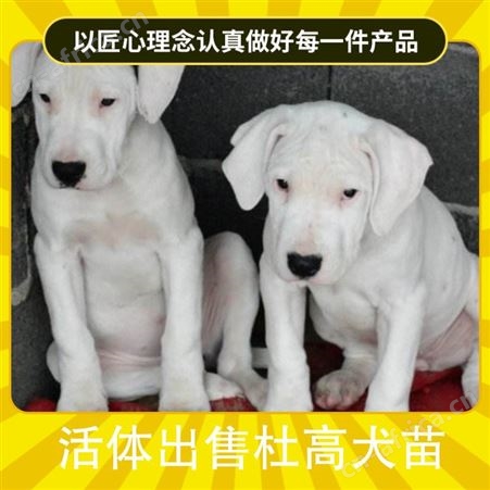 活体出售杜高犬苗 体高55cm 公母均有 数量888 毛色白色