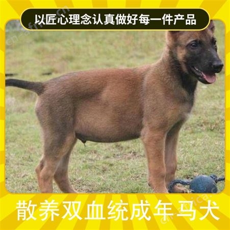 散养双血统成年马犬 品种马犬 公母均有 体长63-68cm
