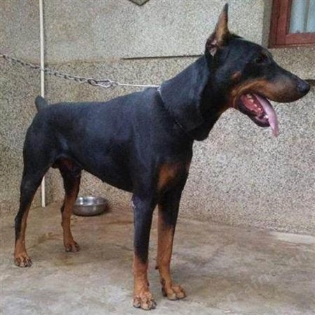 散养双血统黑狼犬 幼犬 高大威猛 看家护院 行动敏捷 明茂养殖
