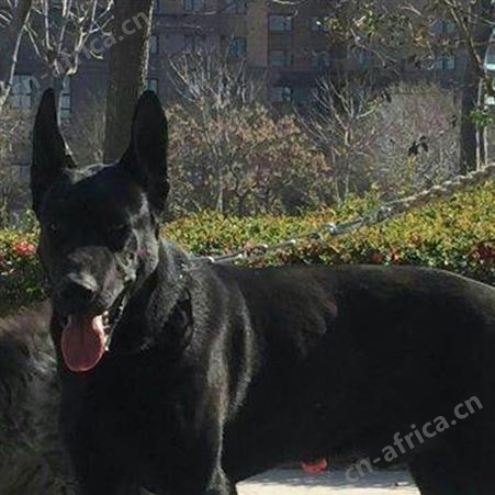 农家养殖成年黑狼犬 宠物犬幼崽 生长速度快 饲养简单
