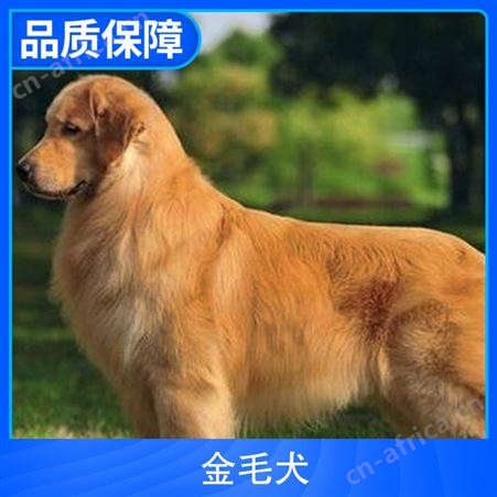 金毛犬和金毛寻回犬 成活率百分之98 公母均有 产子率1-3只