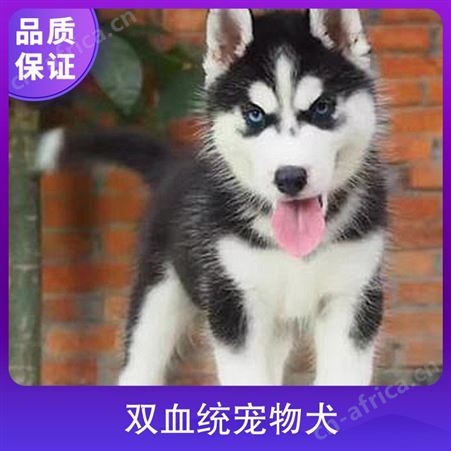 双血统宠物犬 免疫驱虫已做完 体重15kg 年龄2-4