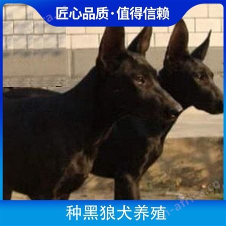 纯种黑狼犬养殖基地 免疫驱虫已做完 体重15kg 年龄2-6