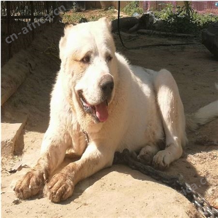 成年宠物中亚牧羊犬 科学养殖 双血统 抗病能力强 好养易活