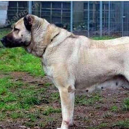 成年宠物中亚牧羊犬 科学养殖 双血统 抗病能力强 好养易活
