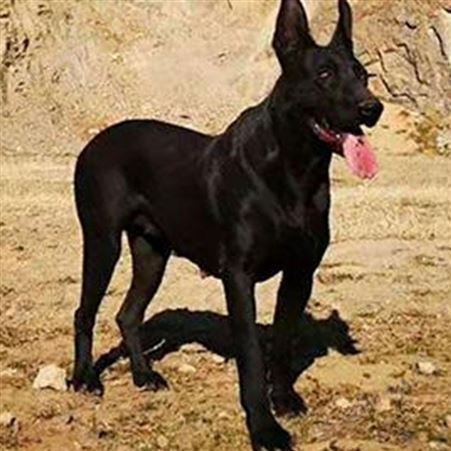 家养护院成年黑狼犬 尾巴细长 生长速度快 体型高大 明茂