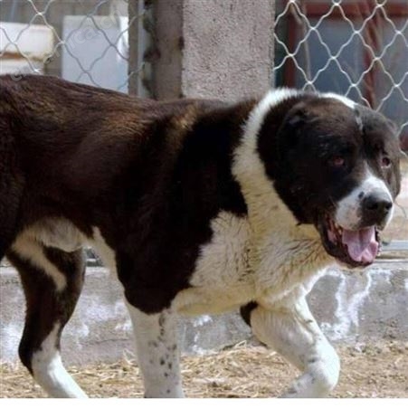 大型散养双血统中亚牧羊犬 体格健壮 抗病能力强