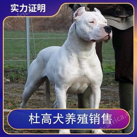杜高犬养殖销售 动物种类犬类 体高60cm 公母均有
