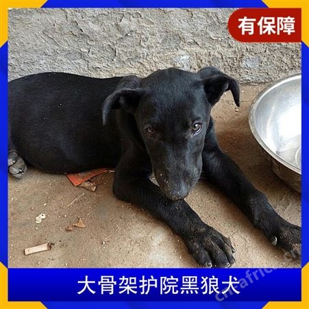 大骨架护院黑狼犬 年龄幼年 体型大型 品种黑狼 体重16KG