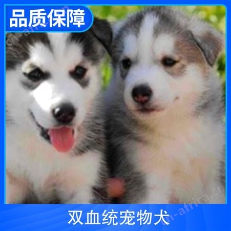 双血统宠物犬 免疫驱虫已做完 体重15kg 年龄2-4