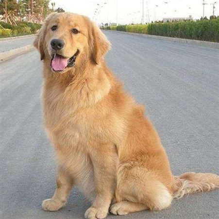 金毛犬幼崽活体供应 纯种犬养殖 大骨架 动作敏捷
