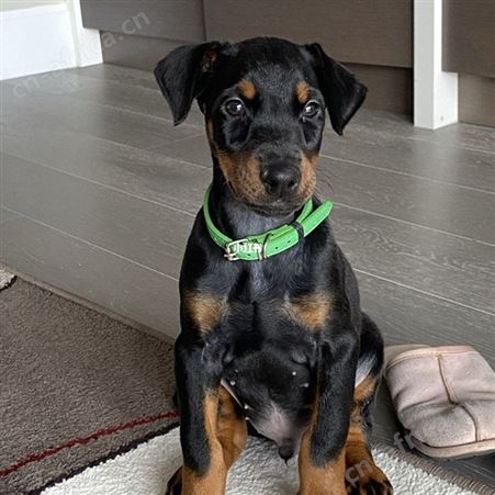 散养双血统黑狼犬 幼犬 高大威猛 看家护院 行动敏捷 明茂养殖