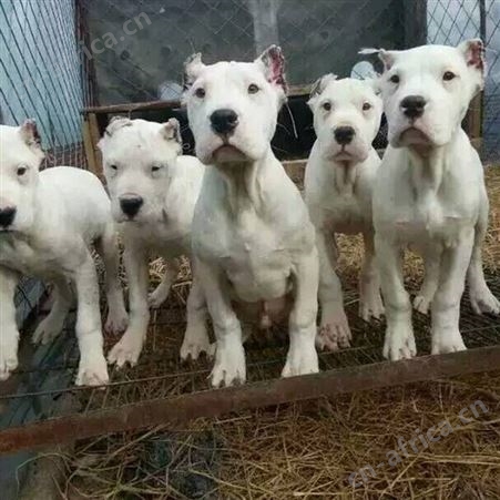 大骨架成年杜高犬 看家护卫犬 抗病能力强 明茂养殖